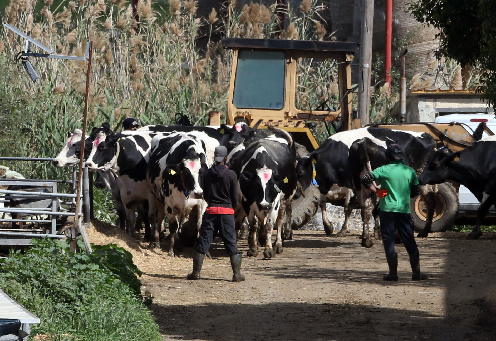 cover Mass culling as more FMD cases confirmed at cattle unit in Dromolaxia