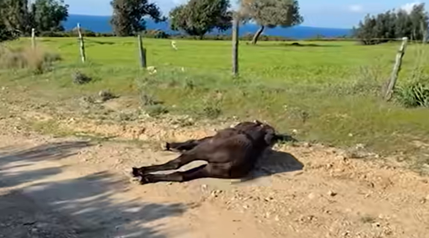 cover Donkey shot dead in Rizokarpaso, left to suffer for days