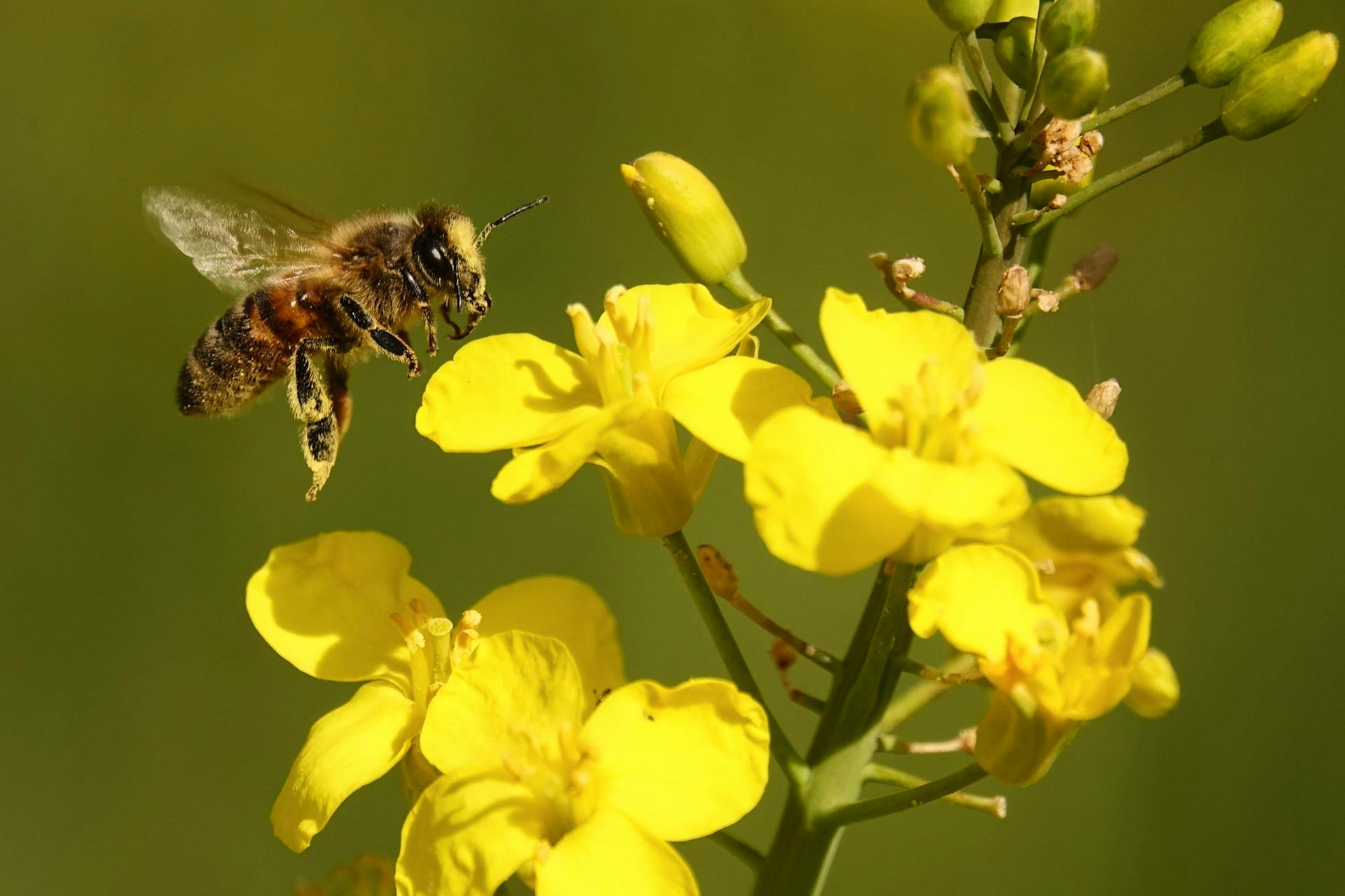 image How bee brains are shaping next-generation computer chips