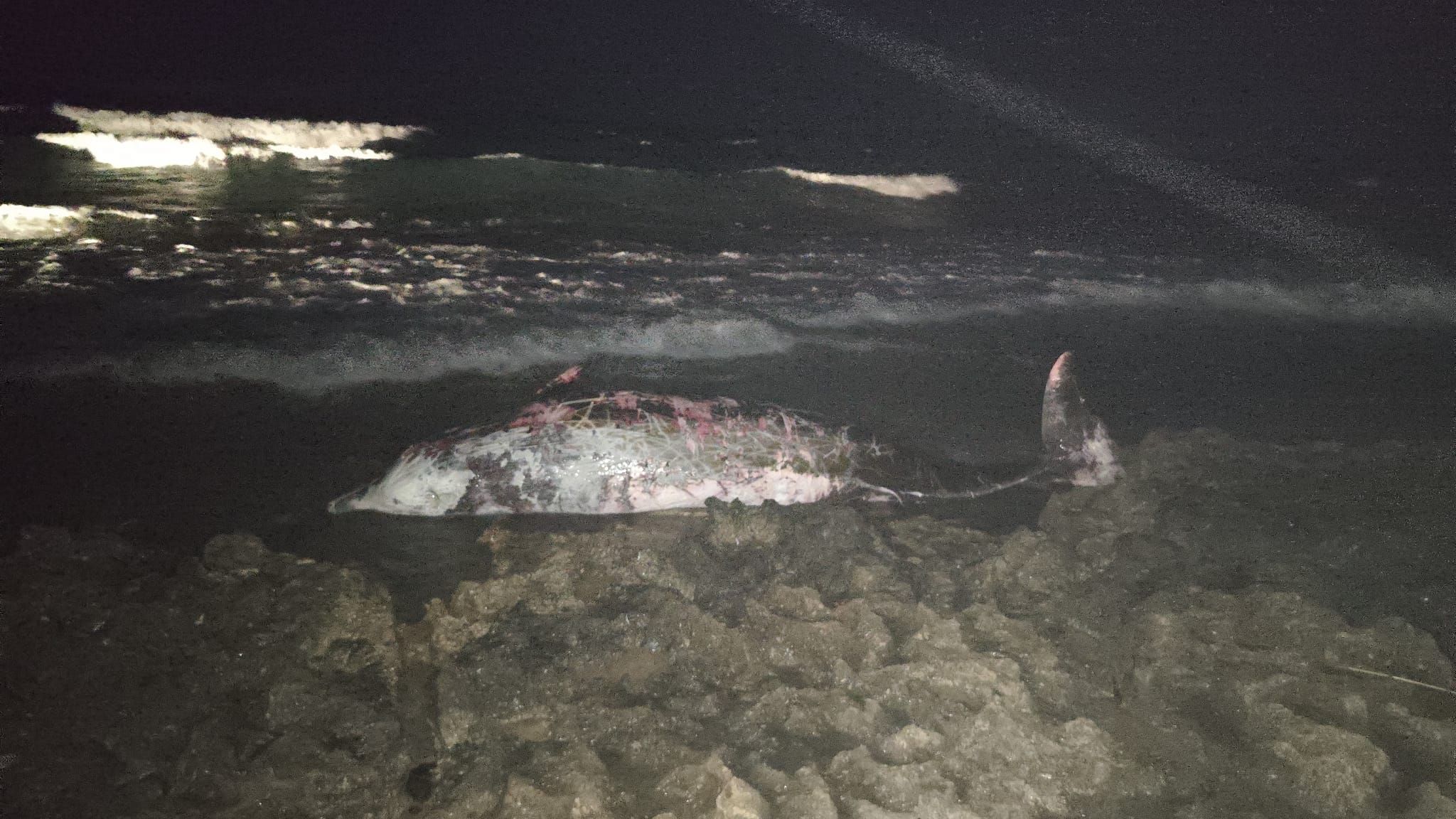 image Beaked whale found dead on Cyprus beach