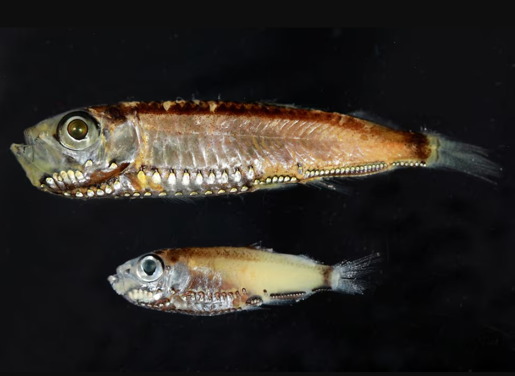 image Deep-sea fish break the mold with novel visual system