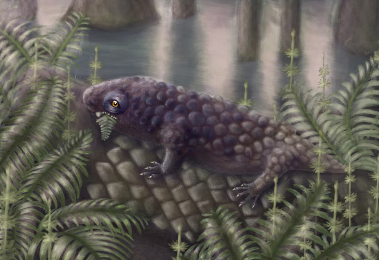 cover Canadian fossil reveals one of the first plant-eating animals