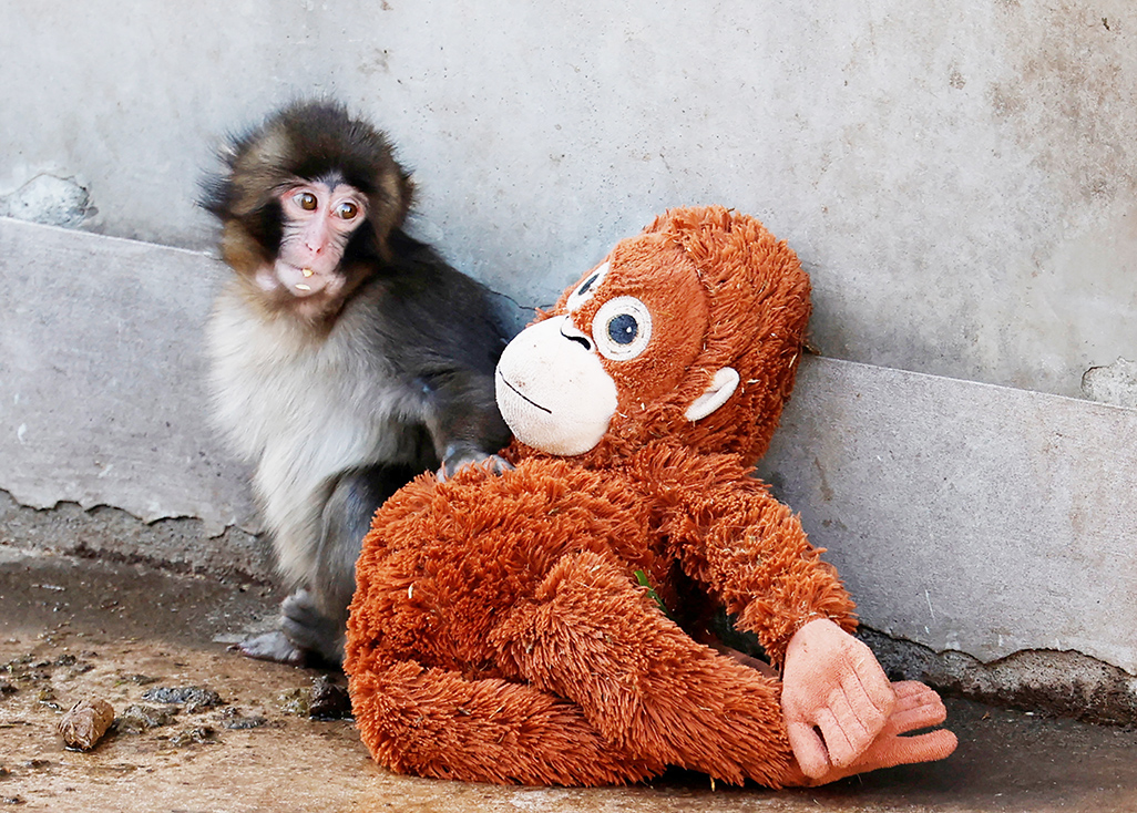 cover Abandoned baby monkey finds comfort in stuffed orangutan, charming zoo visitors 