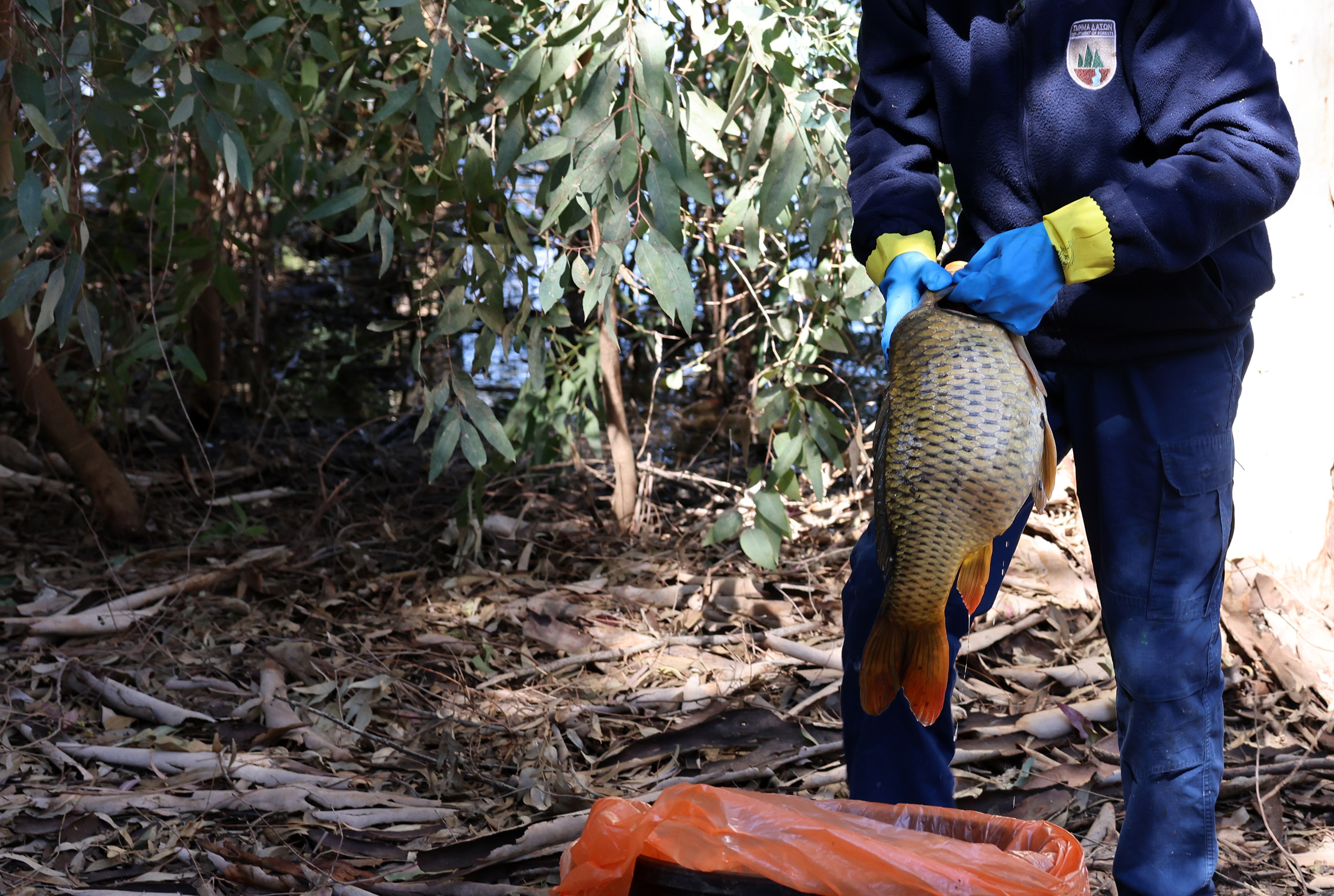 cover Investigation underway after dead fish discovered in Athalassa lake