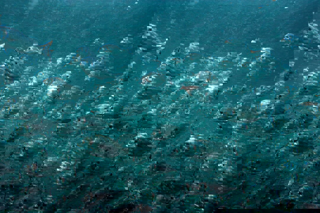 cover Storm damage frees millions of farmed fish into open sea off Liopetri