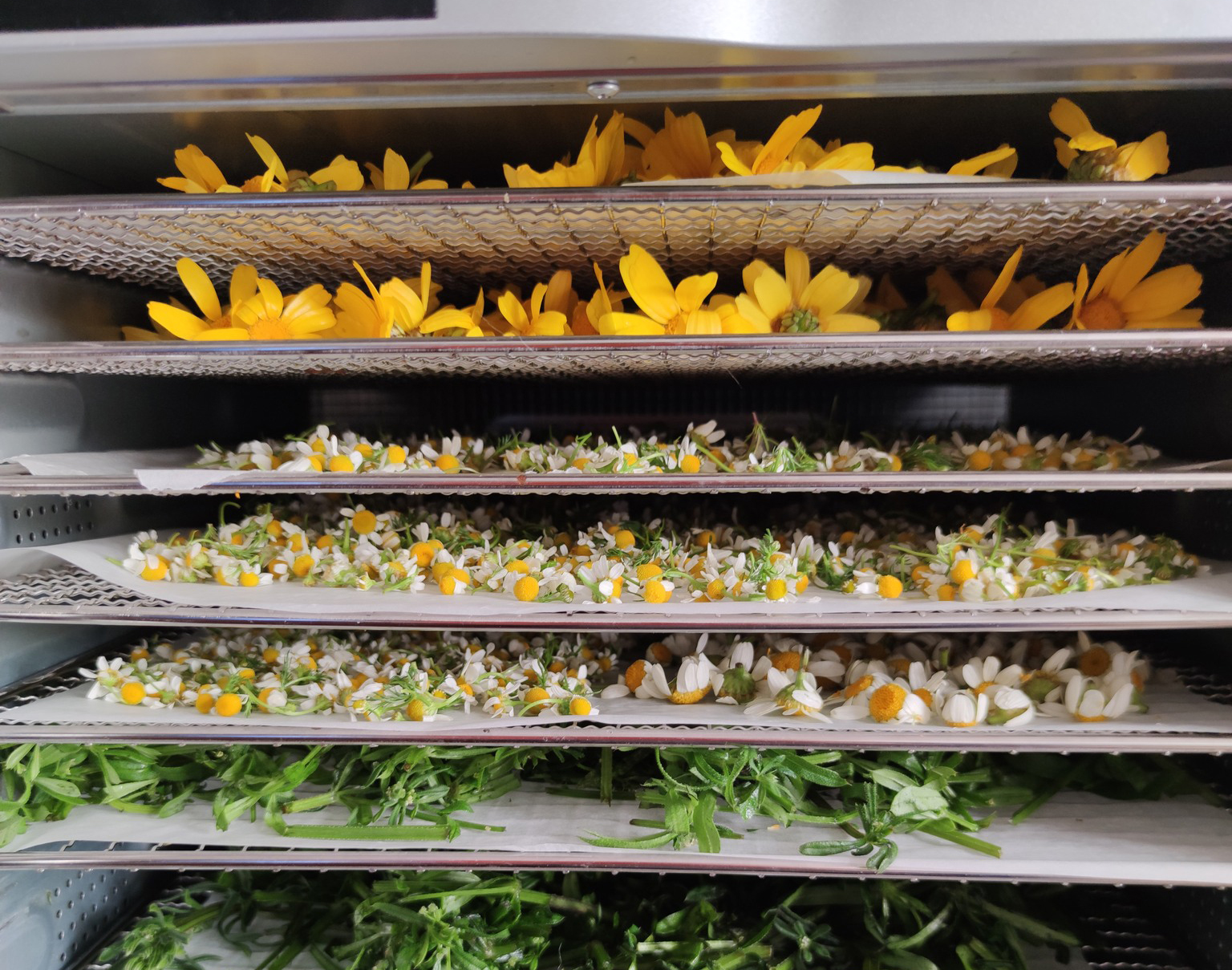 cover Paper crafting and wild foraging in Paphos