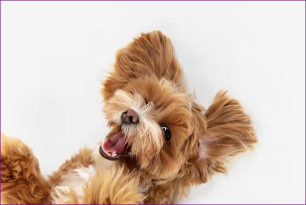 image Top 10 dog grooming NYC services for professional pet care in 2026