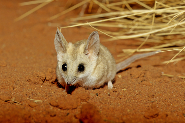 cover How a mouse-sized marsupial is unlocking conservation breakthroughs