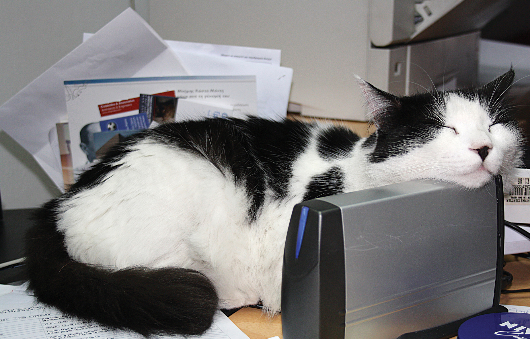 cover Rehabilitating our Cyprus cats 