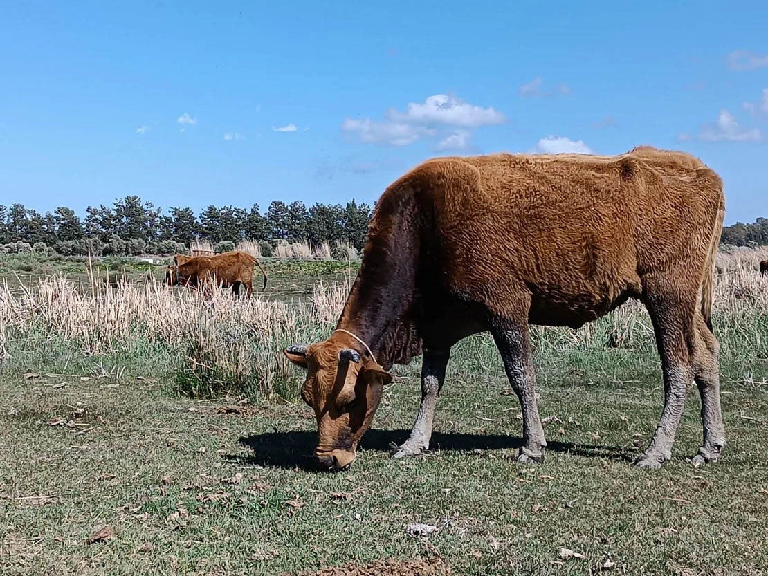 cover Fears for Cyprus’ native cattle amid foot and mouth outbreak