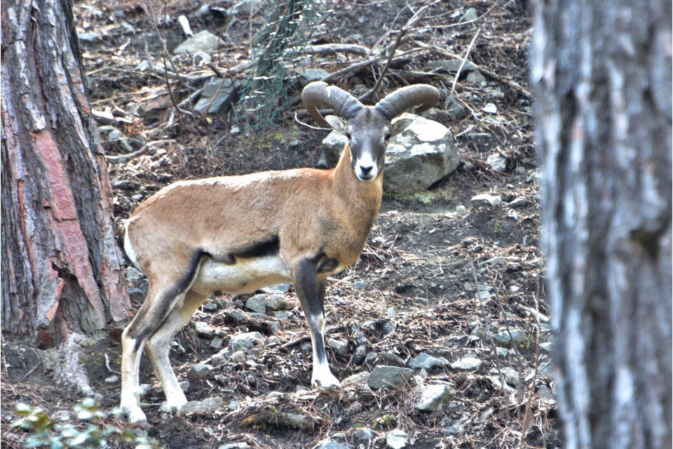 cover Moufflon enclosures temporarily shut