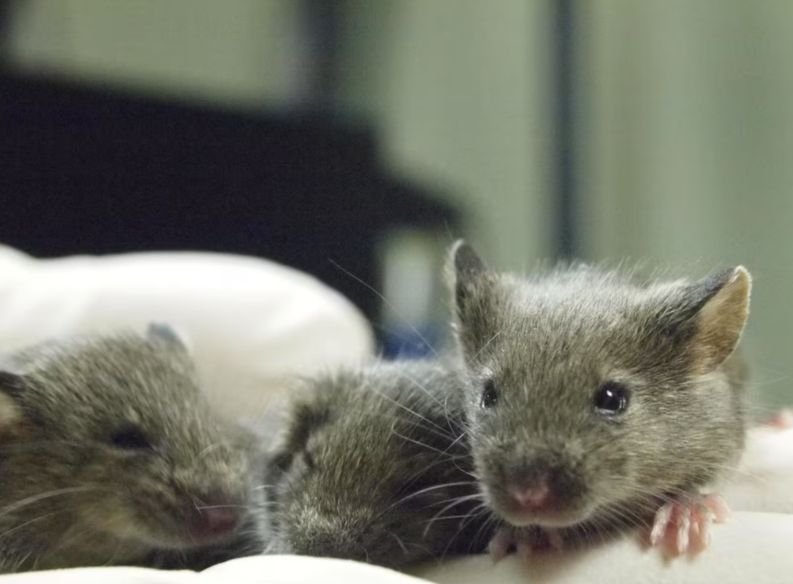 cover Mouse study shows repeated cloning causes grave genetic mutations