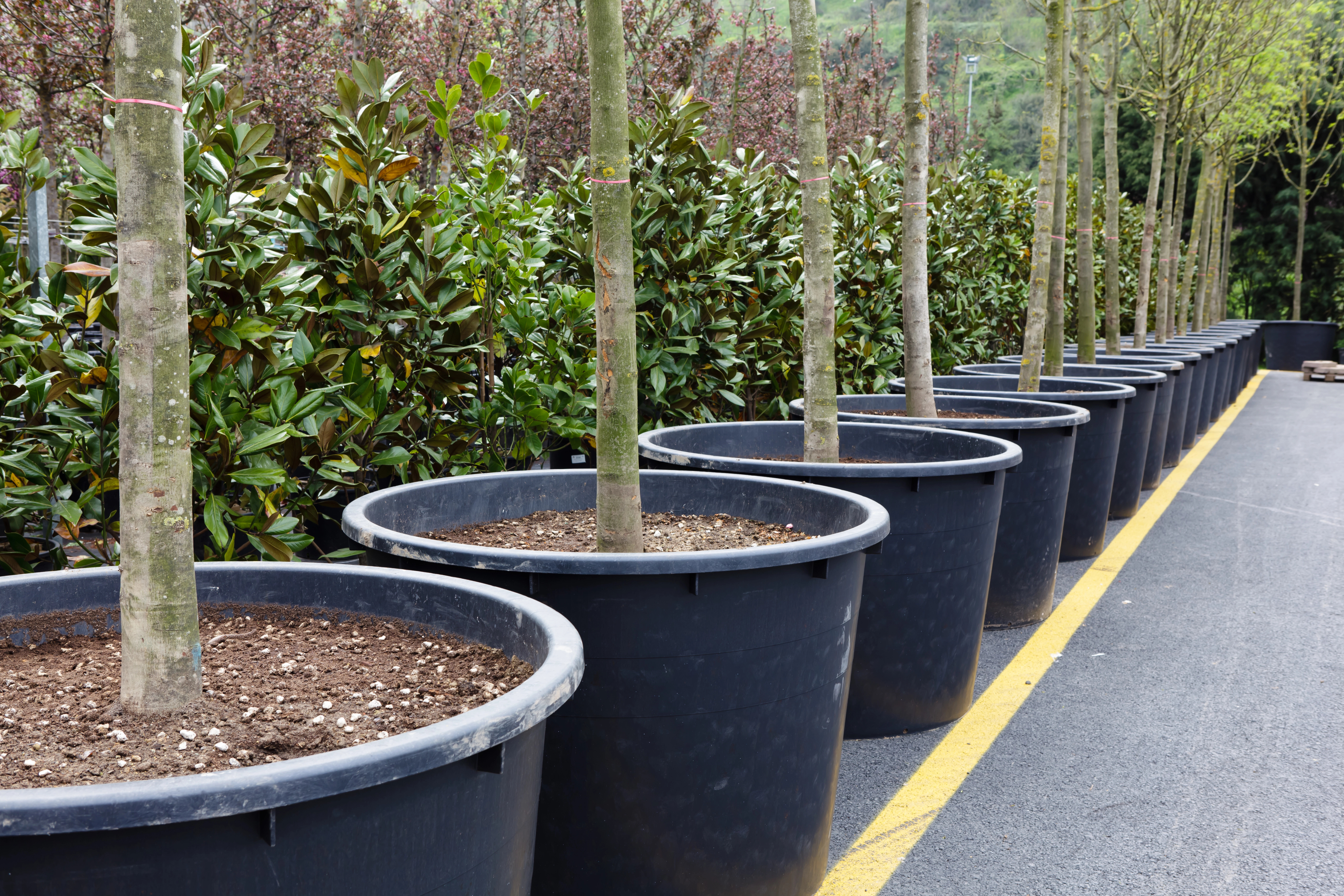 cover Saplings donated to Paralimni planted along road