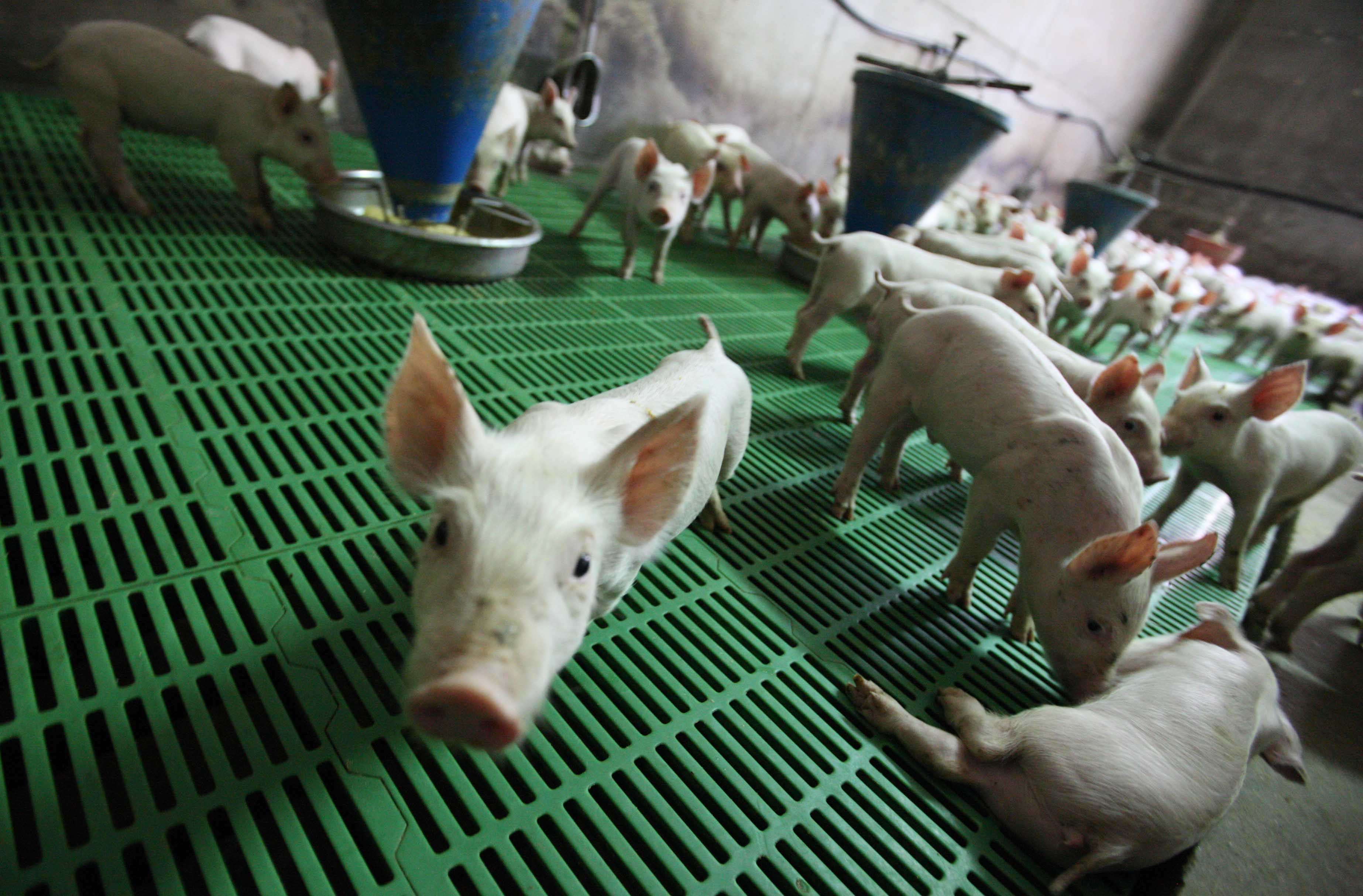 cover Over 100 farms now infected with foot and mouth disease