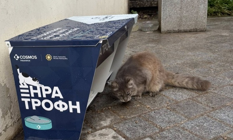 cover Who cares about Nicosia&#8217;s stray cats?