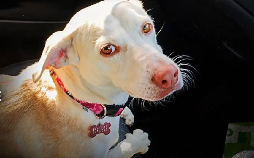 cover Ecologists demand answers over shooting of dog in Nisou