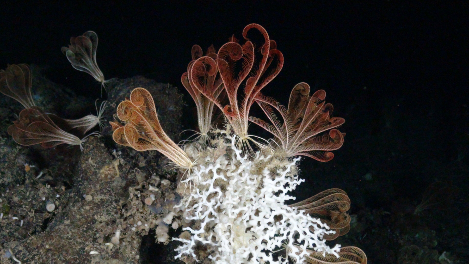 cover How Commissioner Kadis can turn a fishing depth limit into a Mediterranean success story