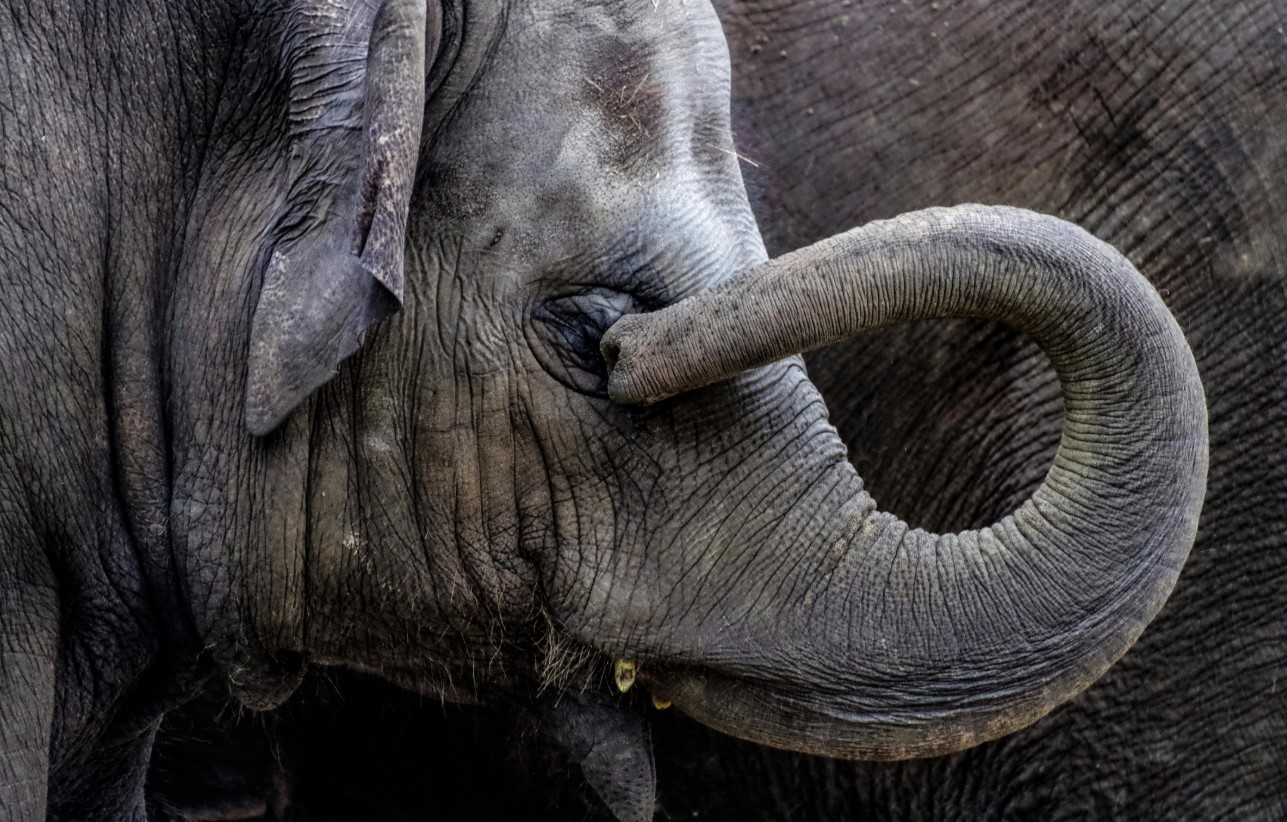 cover Elephant trunk inspires the universal robot gripper