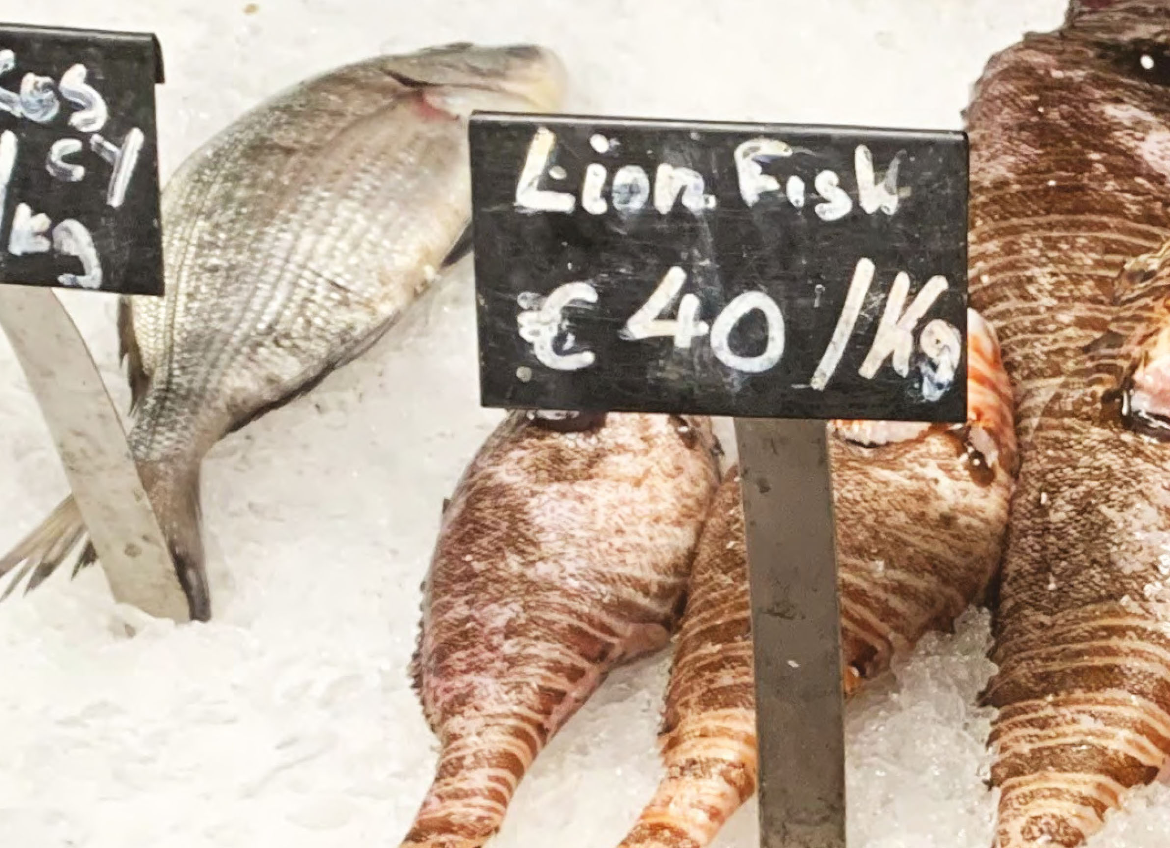 cover Lionfish consumption urged to tackle invasive species