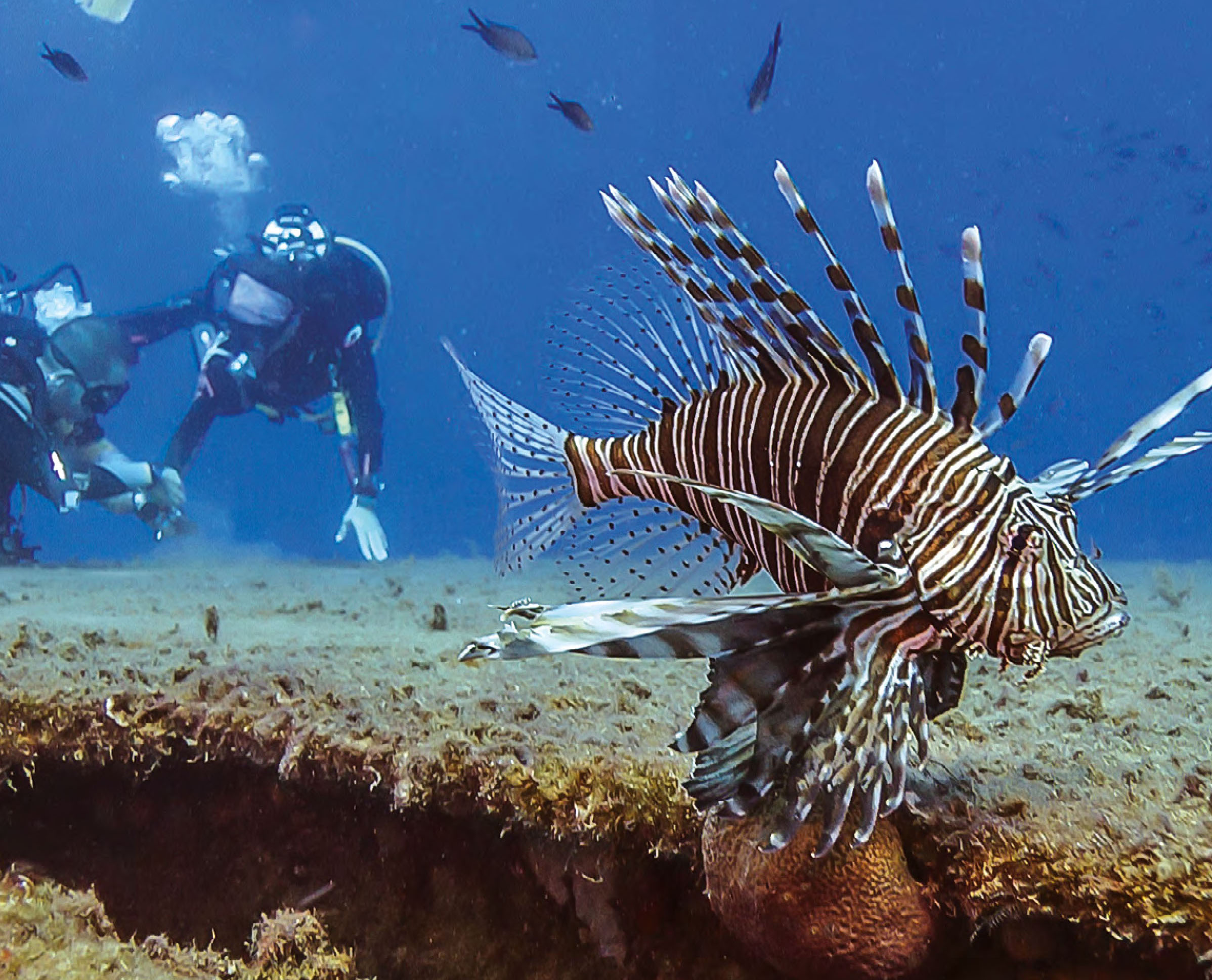 cover Popularity of invasive fish in Cyprus grows