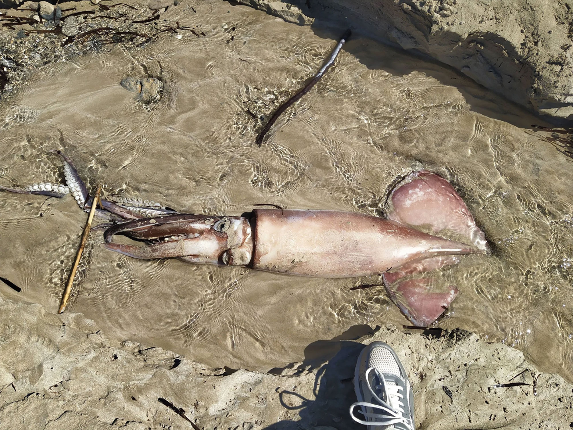 cover Giant squid found on Paphos beach