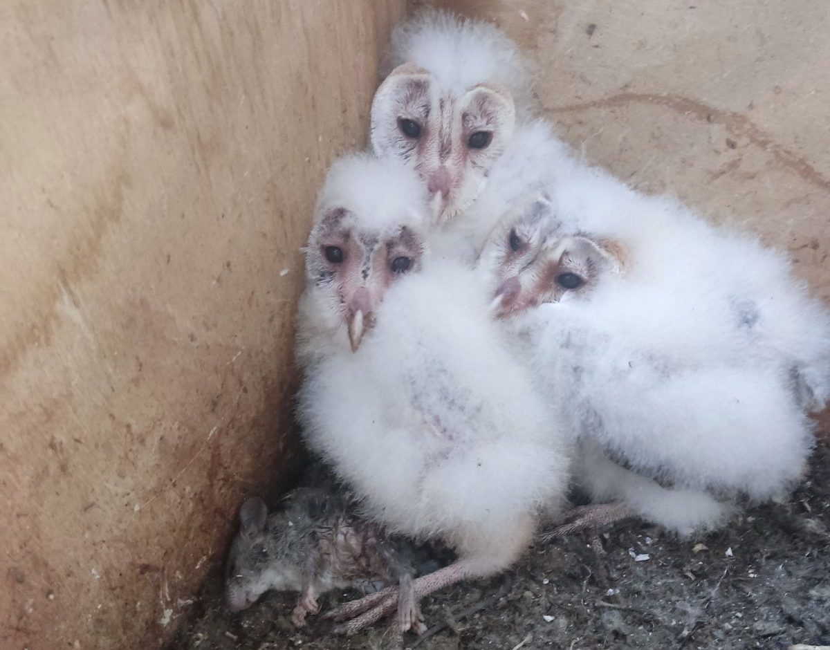 image Barn owl programme to boost natural pest control