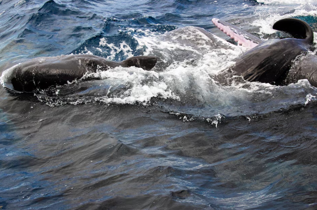 image When a sperm whale gives birth, the mother gets help from her friends