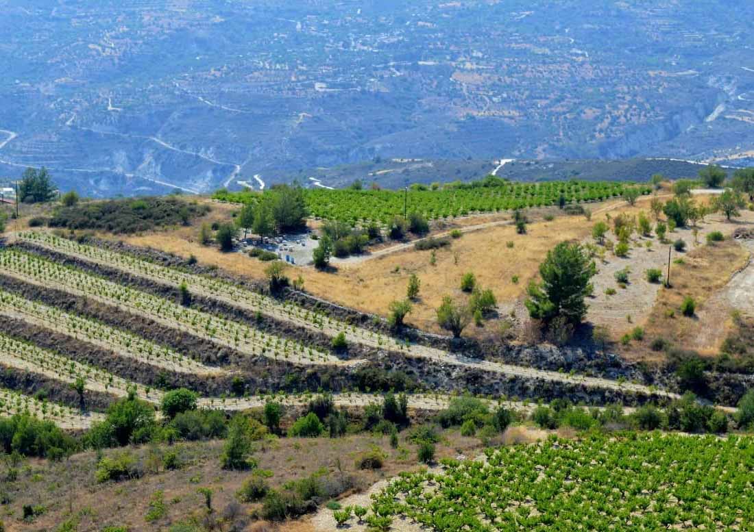cover Cyprus’ hidden gem of a winery