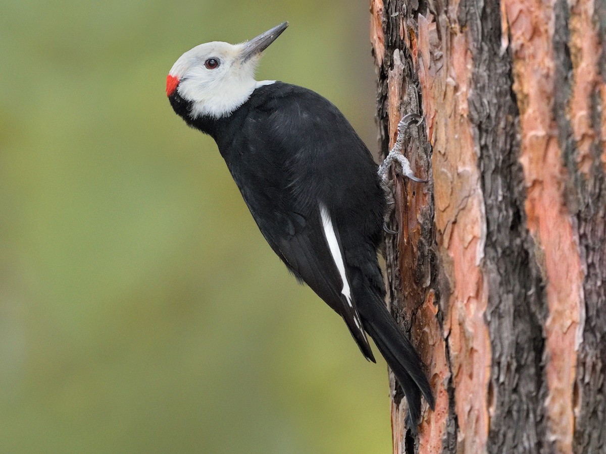 cover Birdlife calls for immediate halt of Paralimni lake drainage