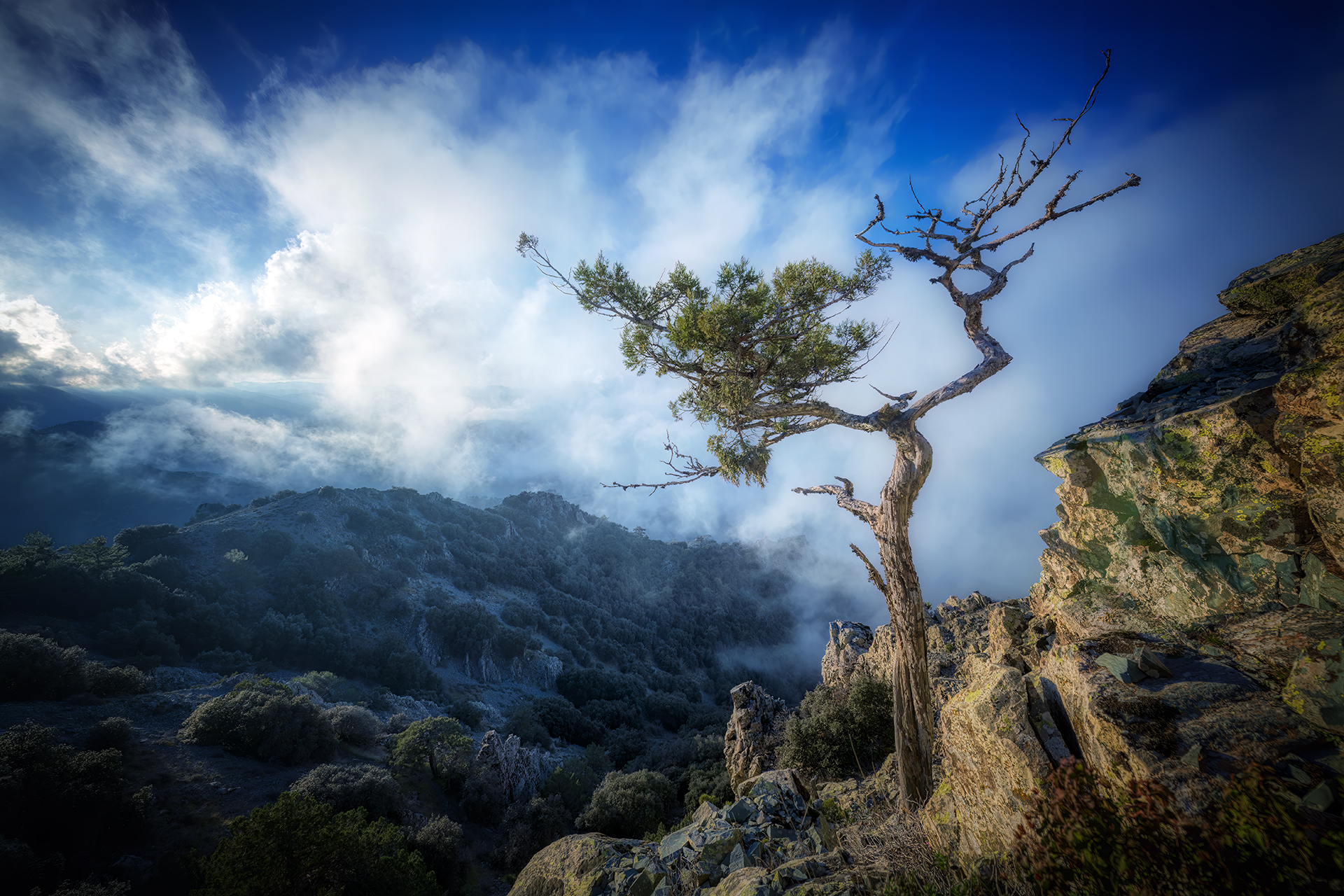 cover The trees, root and lifecycles of Cyprus