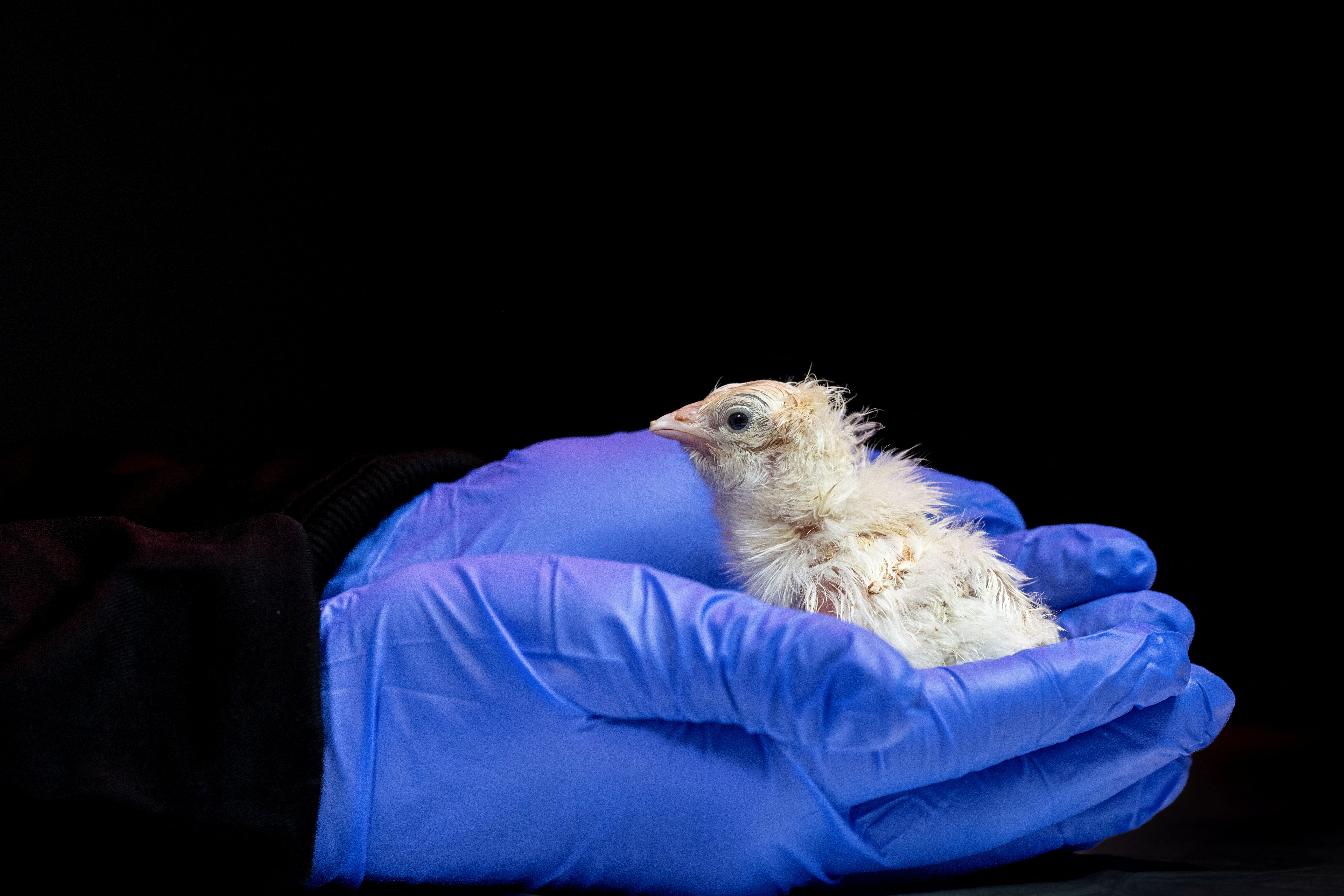 cover Chicks hatch from artificial egg as US company aims to revive extinct species