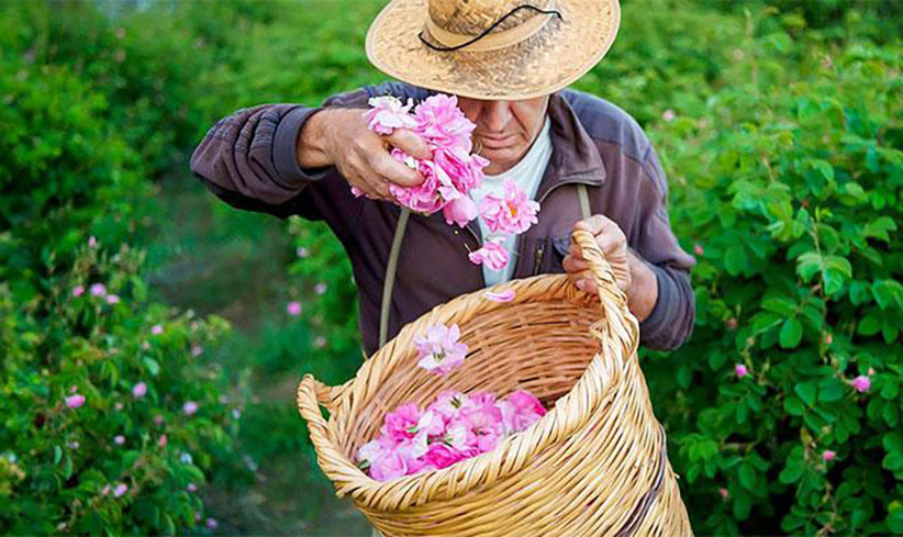 image Where to smell the roses this May