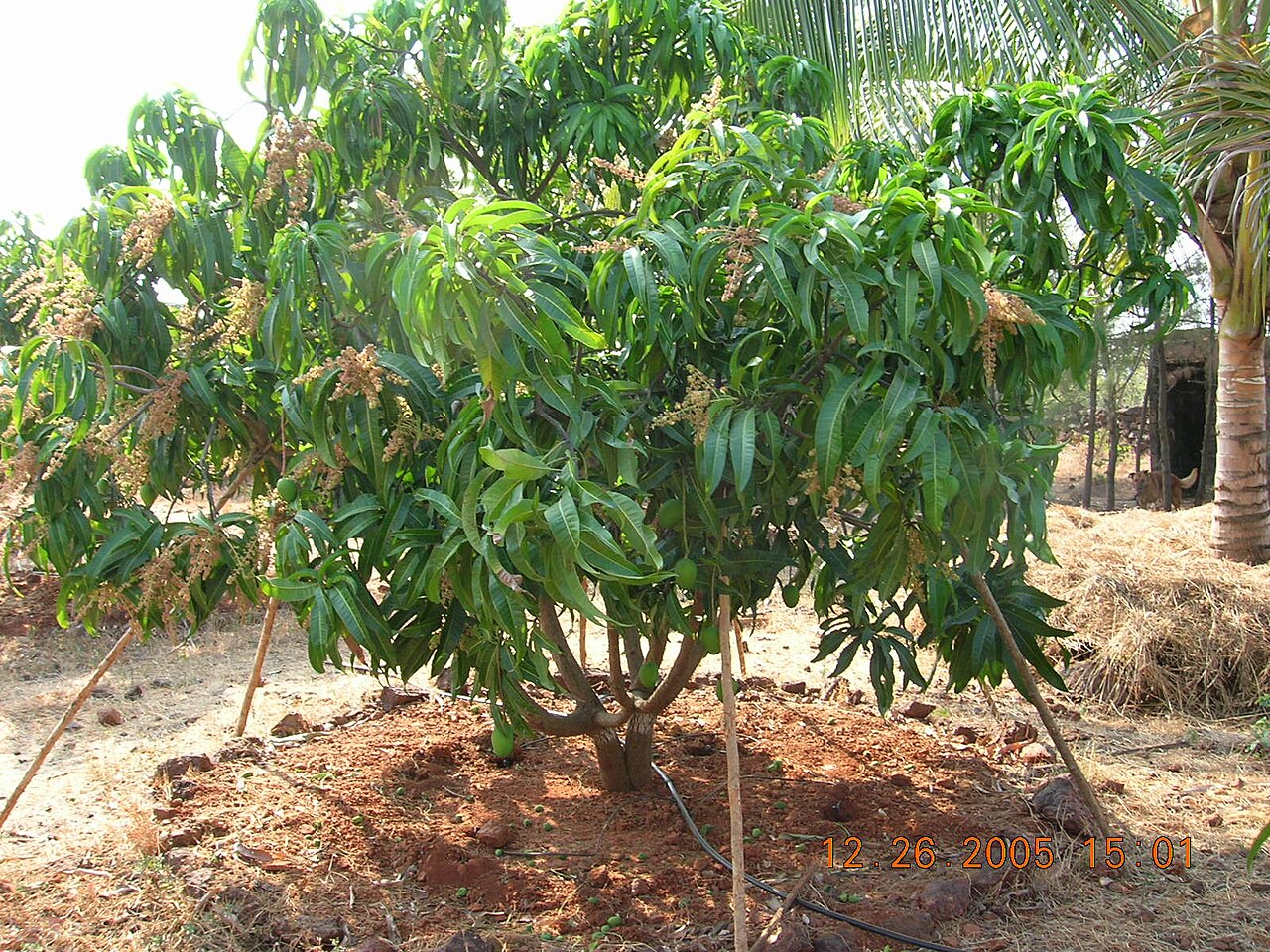 cover India’s prized Alphonso mango crop ruined by weather