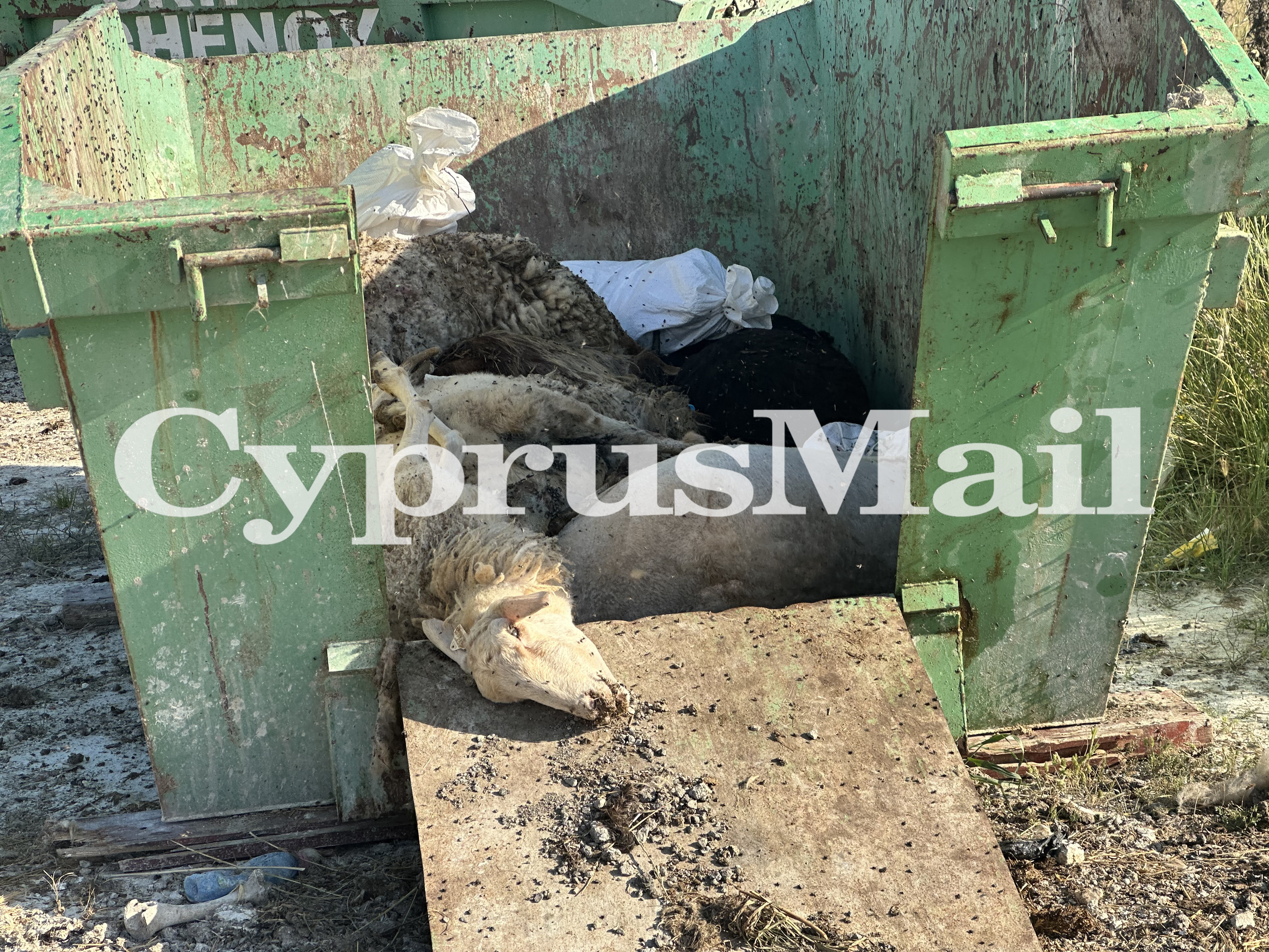 Authorities deny improper disposal of culled sheep in Athienou