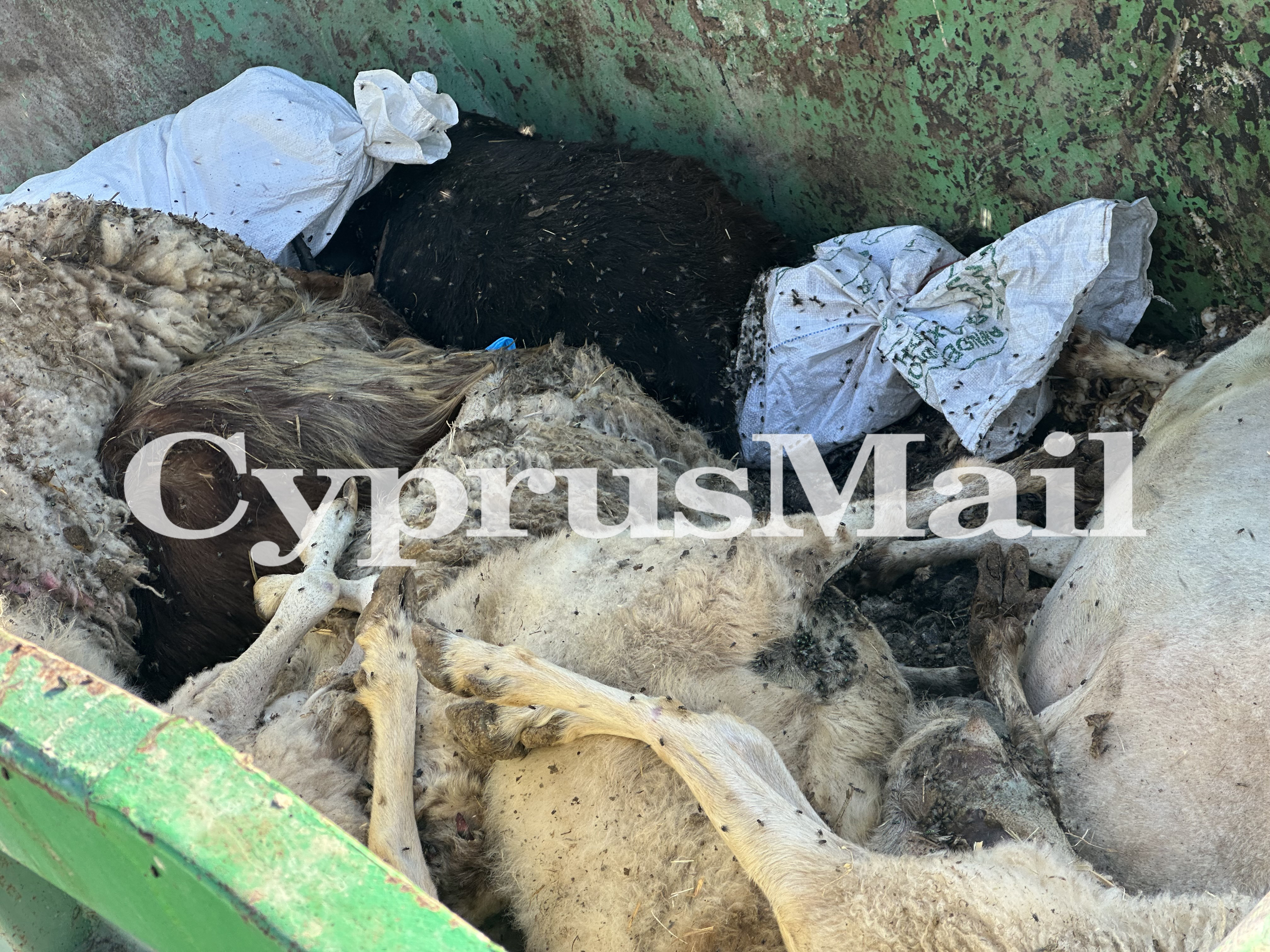 cover Dead sheep left in skip in Athienou raise concerns