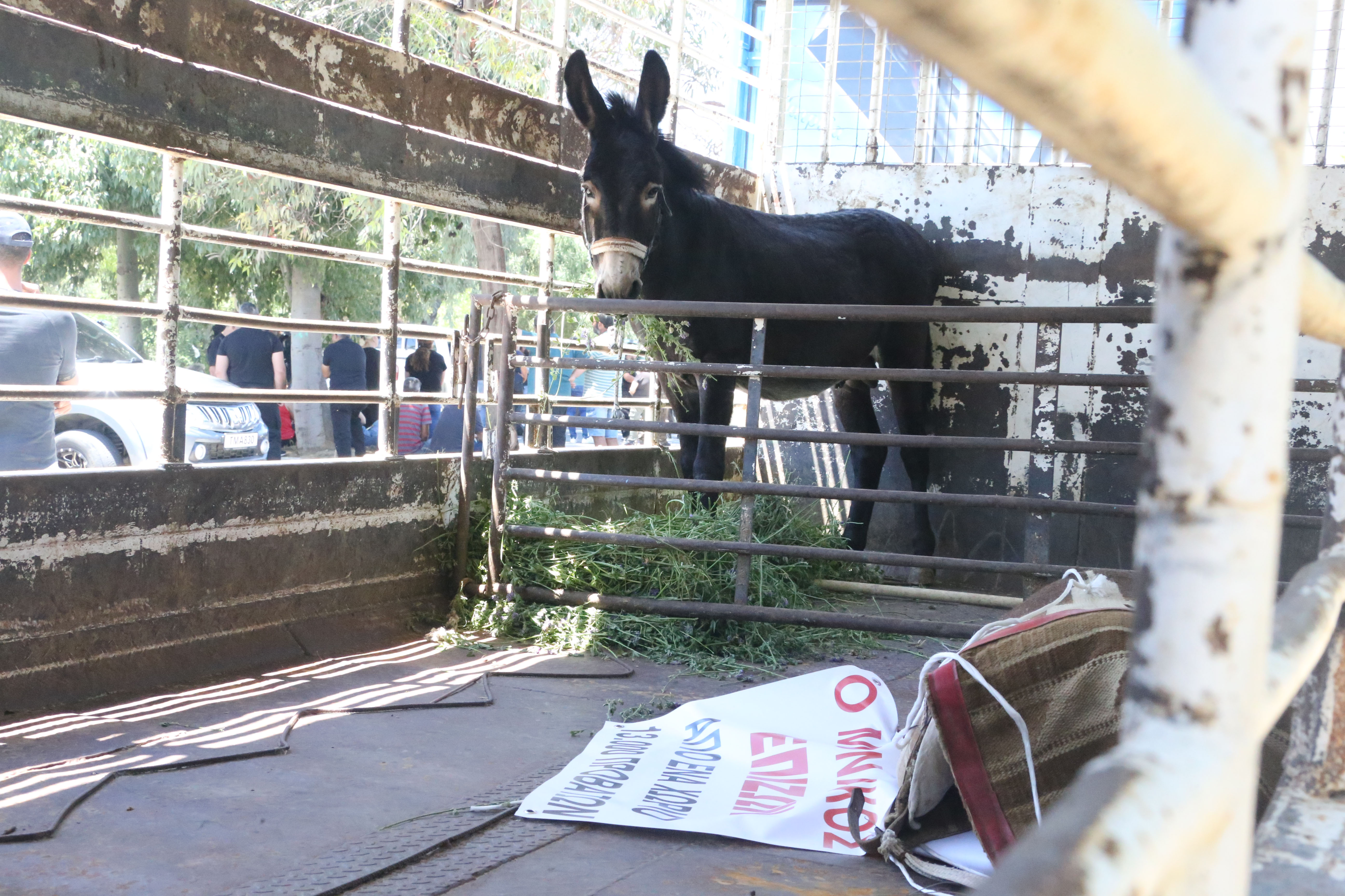 cover ‘I lost 2,300 animals, the only thing I have left is a donkey’