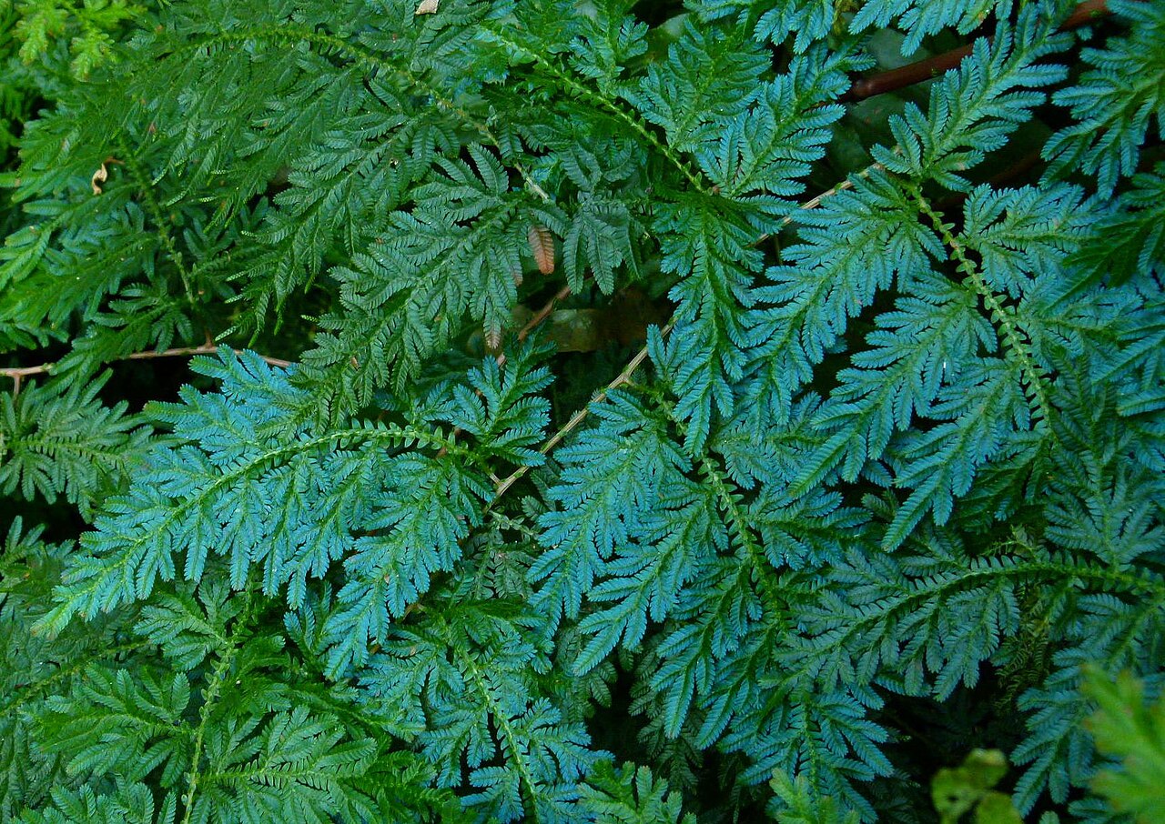 cover Climate change threatens global plant species as habitats shrink