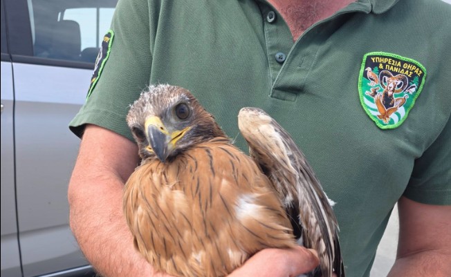 cover Eagle chick rescued after mother collides with power line