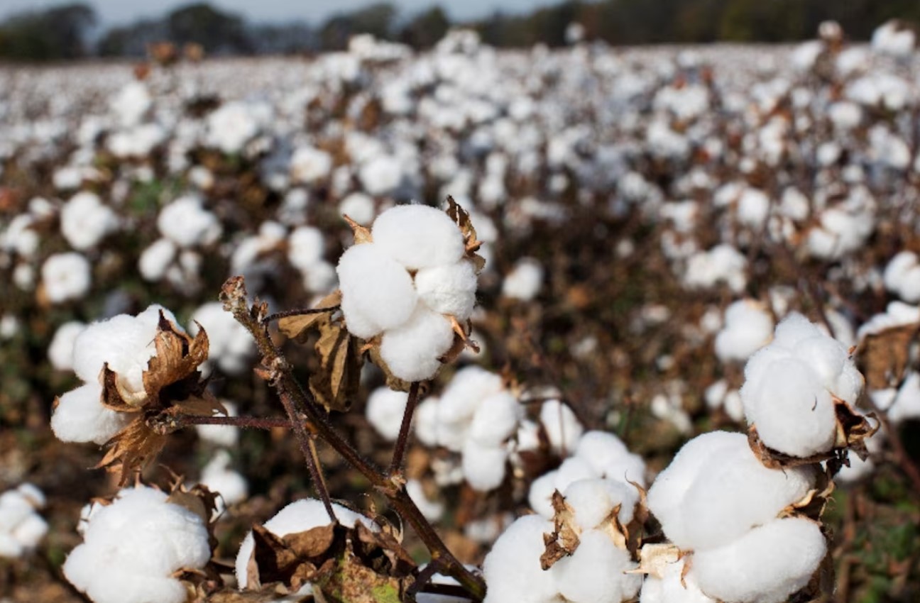 cover Scientists unravel the history of cotton domestication