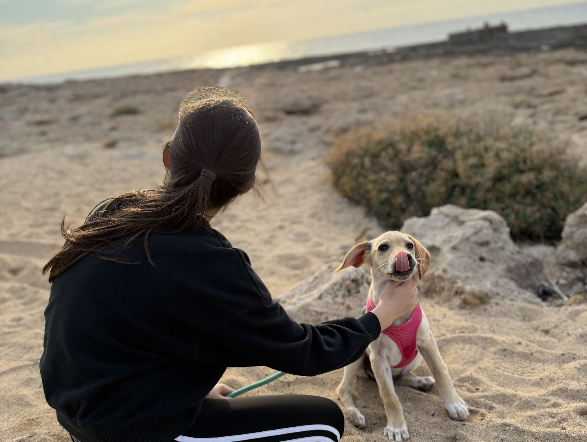 image From yoga to a puppy’s forever home