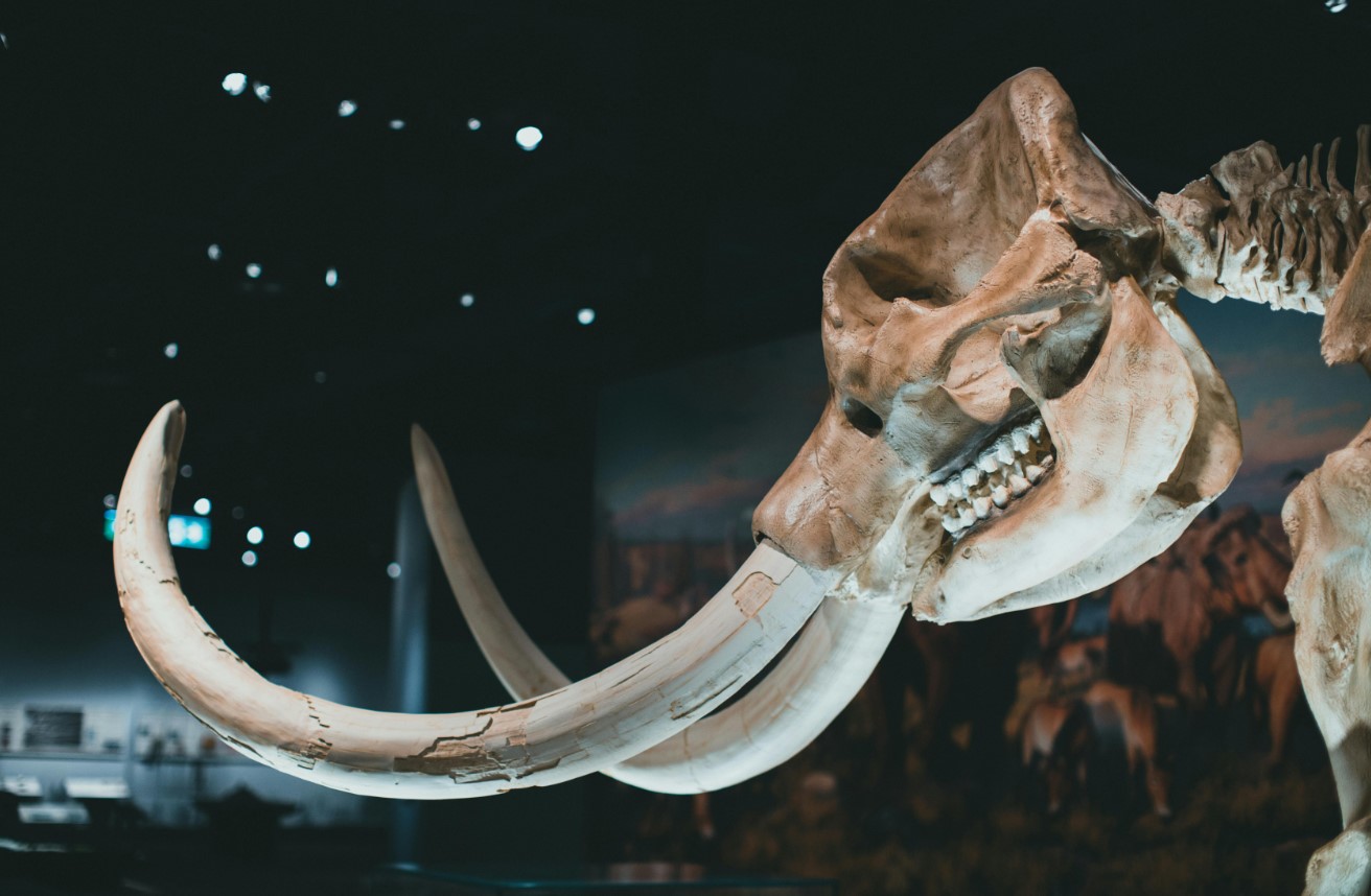 cover Mammoth bones reveal secrets of Ice Age hunters