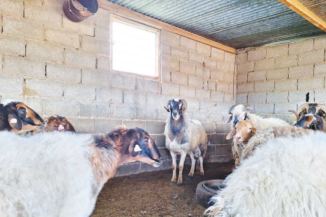 cover Rare Cypriot sheep breed to be spared from culling