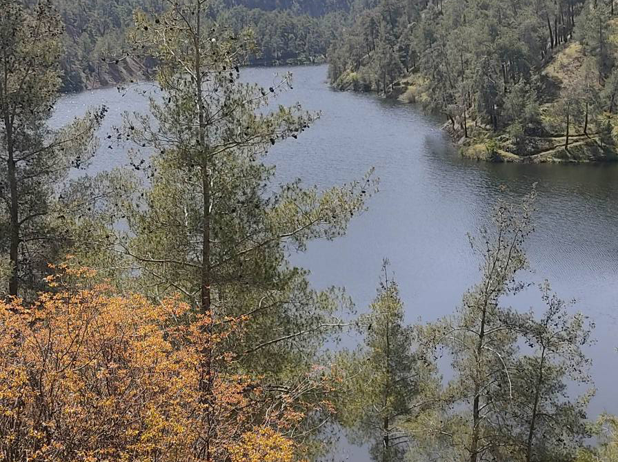 cover Dams at 39.6 per cent capacity