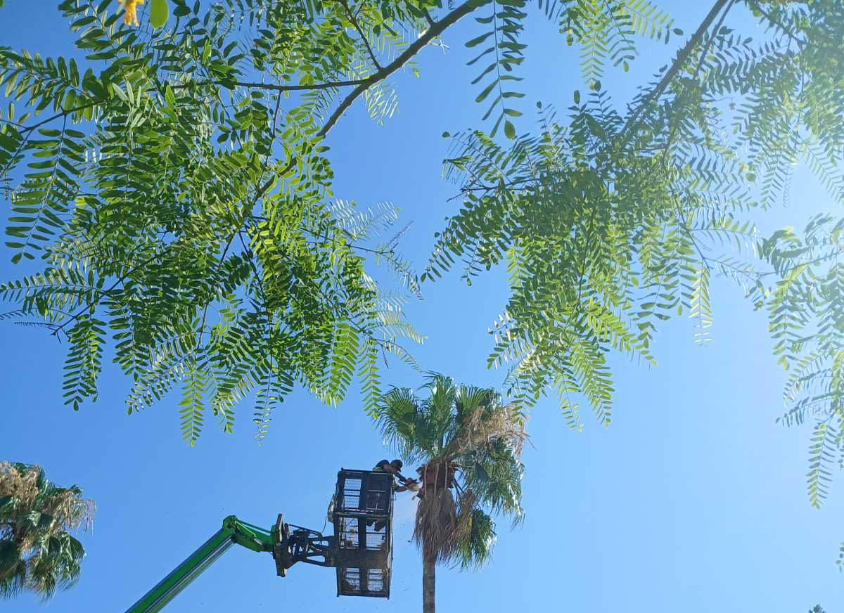 cover Palm tree pruning begins across Larnaca