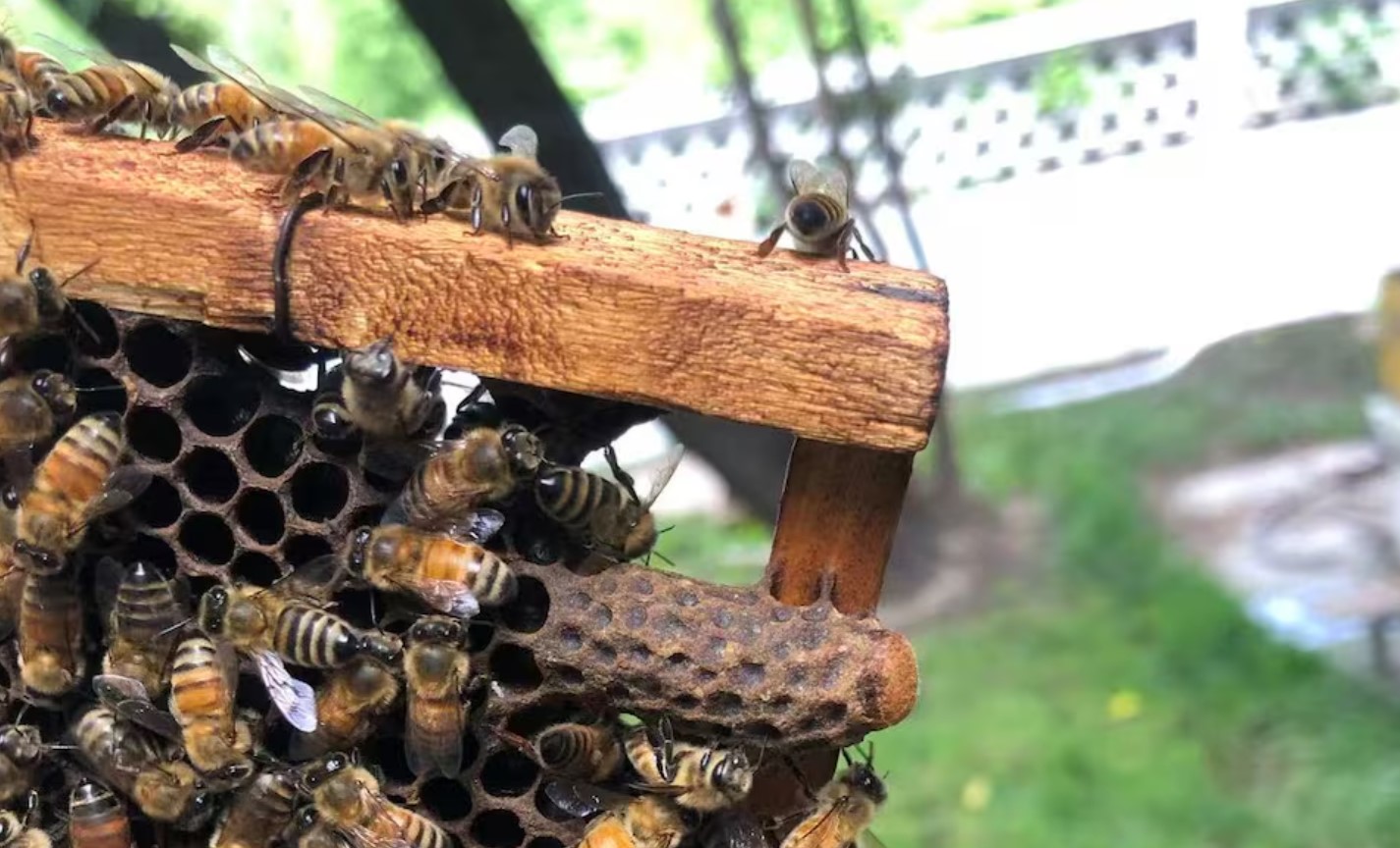 cover Worker bees build a &#8216;royal palace&#8217; for the honeybee queen