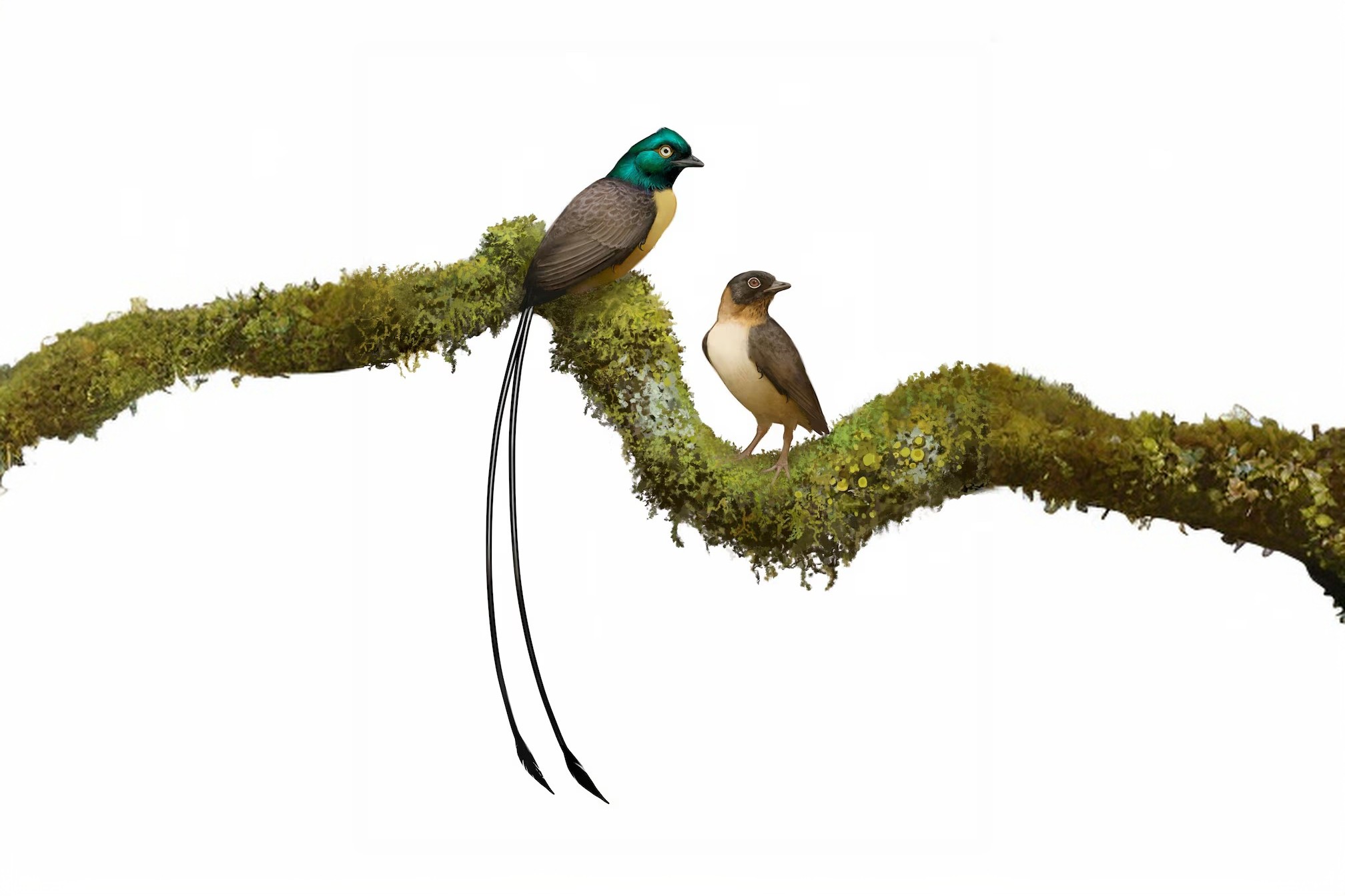 cover Ancient bird&#8217;s long tail feathers were perfect for a mating dance