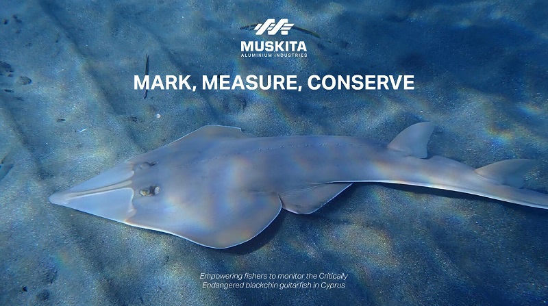 cover Muskita supports bid to protect island&#8217;s endangered Blackchin Guitarfish