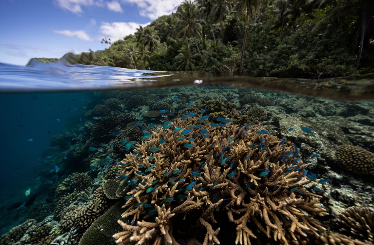 cover Scientists identify 64,000 sq miles of coral reef capable of surviving climate crisis