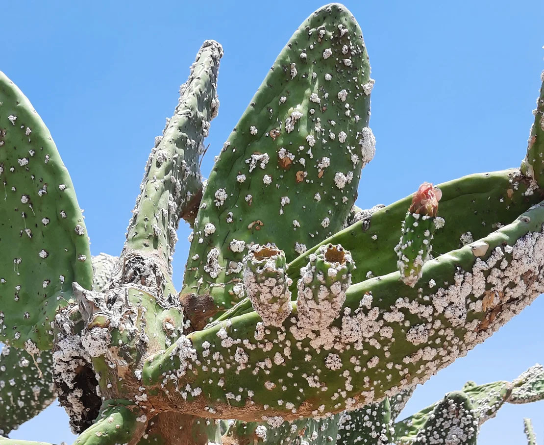 cover Prickly pears, invasive insects and a battle Cyprus may not win