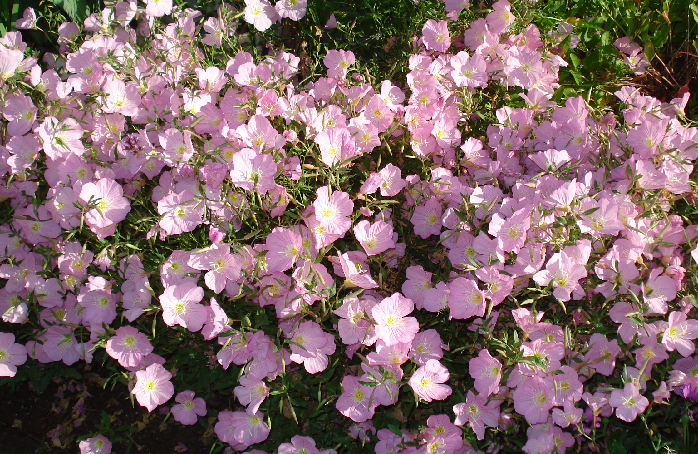 cover An abundance of flowers greets the summer